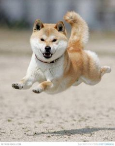 Shiba Inu en train de sauter