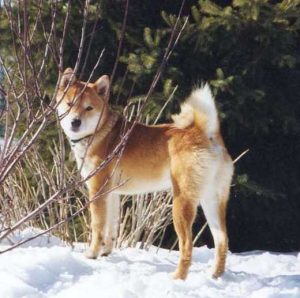 Shiba Inu dans la neige et les branches