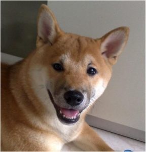 Shiba Inu gueule ouverte en intérieur