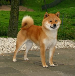 Shiba Inu magnifique