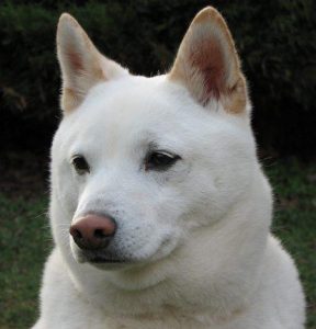 Shiba Inu blanc