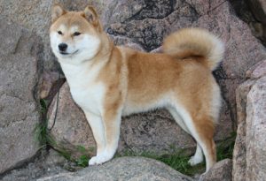 Shiba Inu : beau gabarit