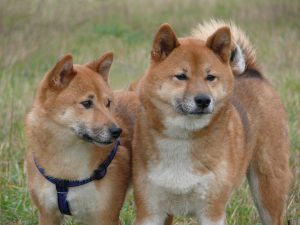 Deux Shiba Ini dans l'herbe