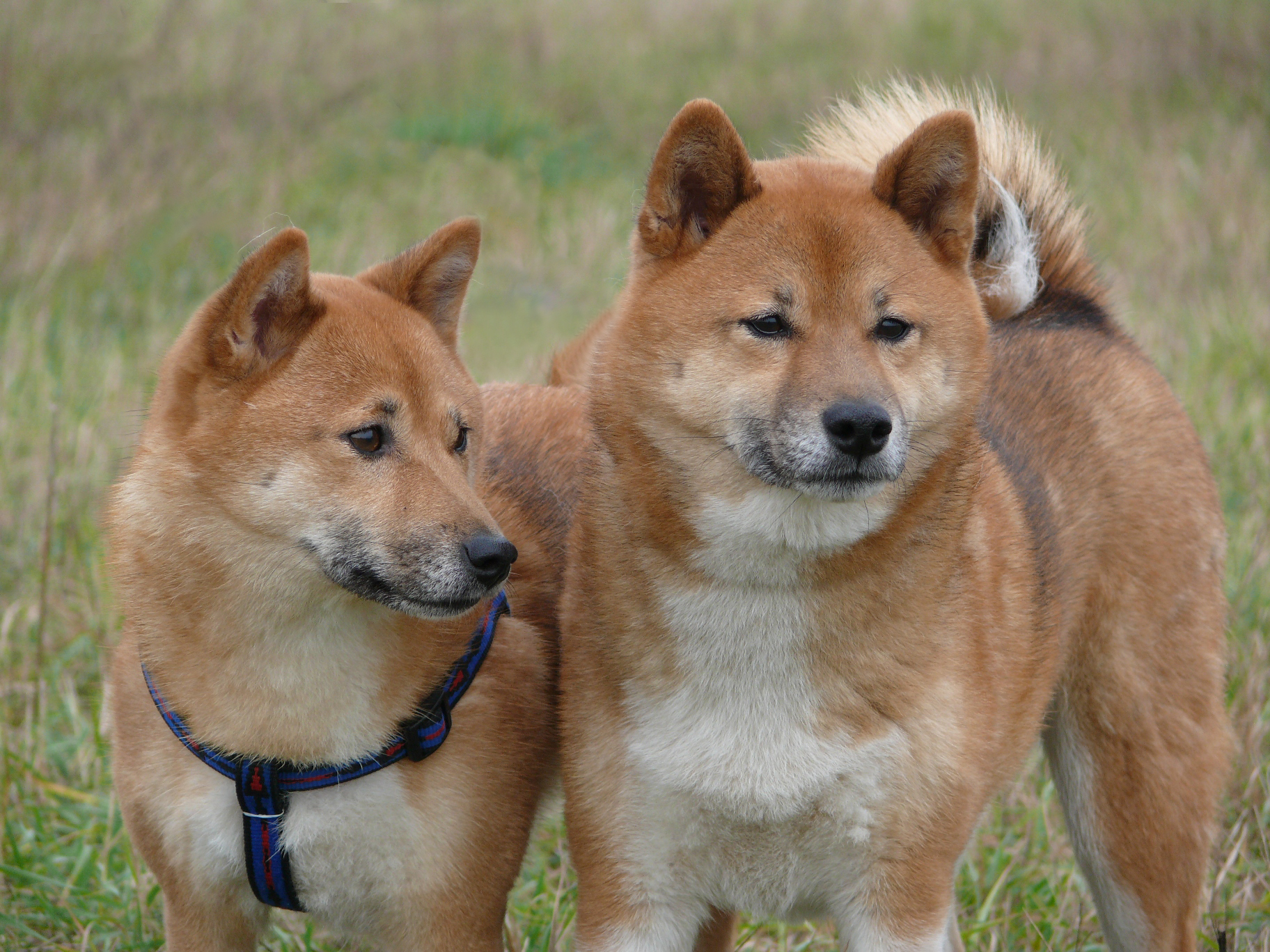 Deux Shiba Ini dans l'herbe