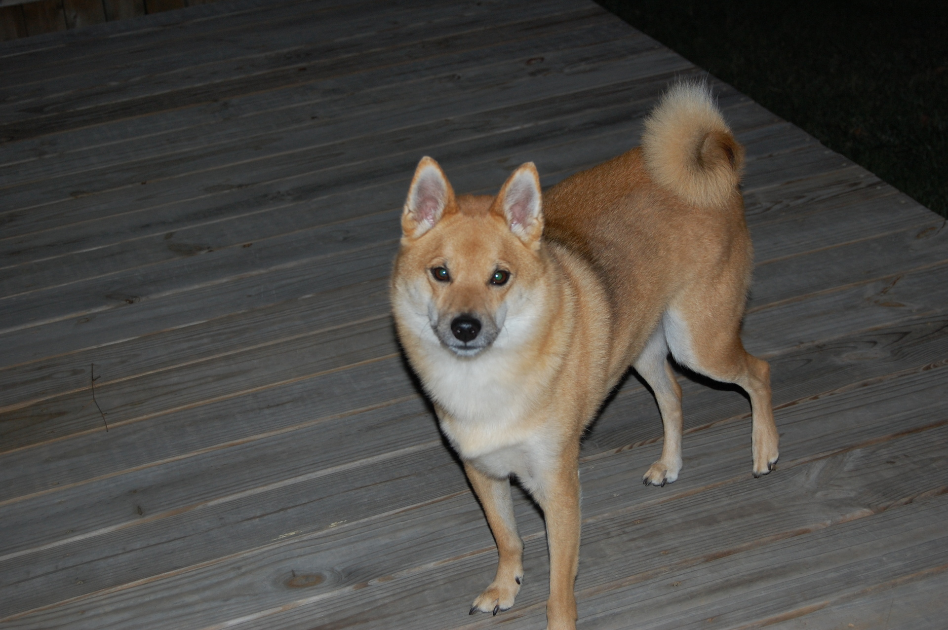 Shiba Inu sur du parquet