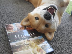 Shiba Inu qui s'amuse