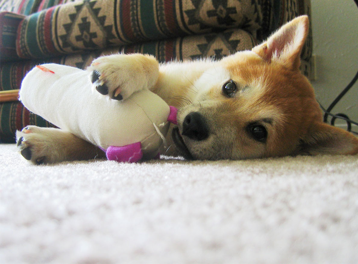 Shiba Inu qui s'amuse avec une pelote