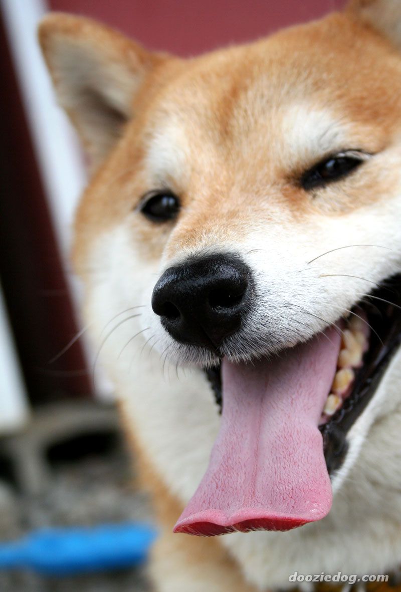 Shiba Inu langue dehors