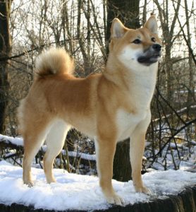 Shiba Inu dressé dans la neige