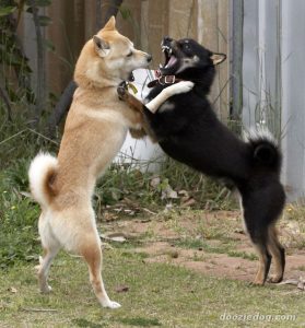 Deux Shiba Inu qui s'amuse ensemble