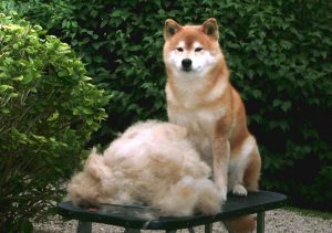 Shiba Inu après brossage : poils