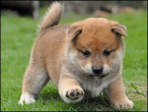 Chiot Shiba Inu qui s'amuse dehors