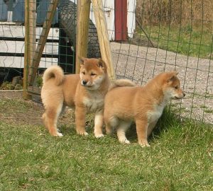 Deux chiot Shiba Inu dans l'herbe