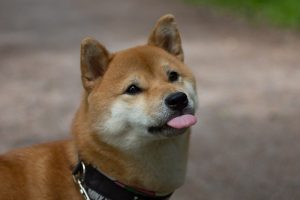 Shiba Inu qui tire la langue