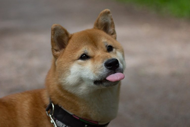 Photo Shiba Inu Noir et Feu, Blanc, Sésame et Chiots