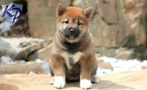 Chiot Shiba Inu dehors qui regarde l'appareil