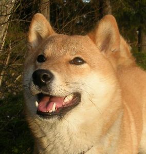 Shiba Inu qui demande à son maitre