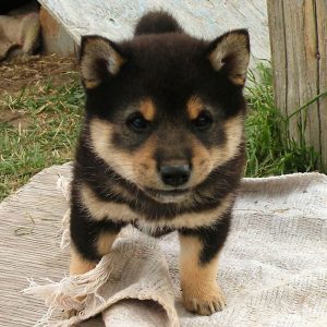 Chiot Shiba Inu noir et feu