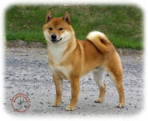 Super Shiba Inu dehors