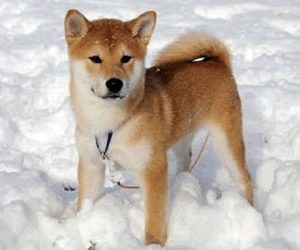 Shiba Inu dans un tas de neige