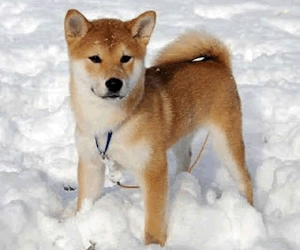 Shiba Inu dans un tas de neige