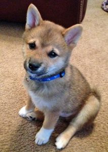 Chiot Shiba Inu : a-t-il peur ?