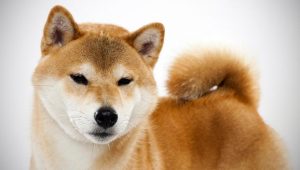 Super Shiba Inu