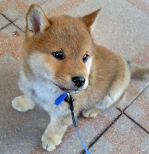 Chiot Shiba Inu en laisse sur du carrelage