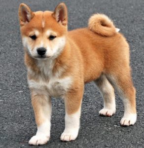 Petit Shiba Inu sur la route