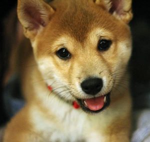 Shiba Inu bouche ouverte