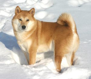 Shiba Inu dans la neige attendant son maitre