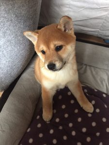 Shiba Inu petit