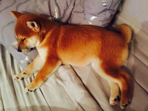 shiba inu qui dort