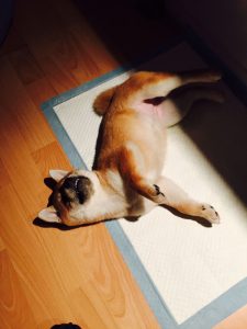 shiba inu allongé sur un tapis