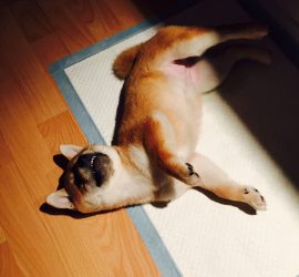 shiba inu allongé sur un tapis