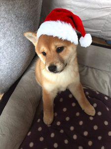 shiba inu pour noël