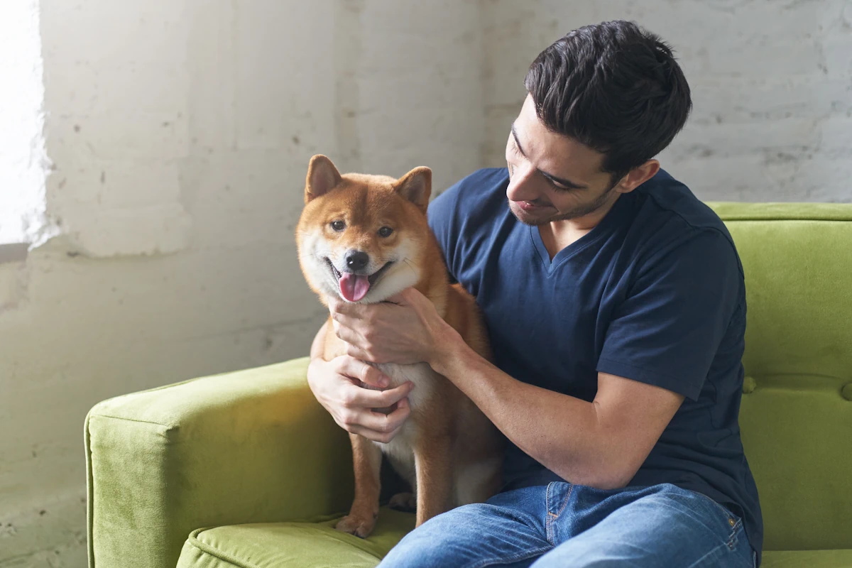 Voici comment bien choisir son élevage de Shiba Inu