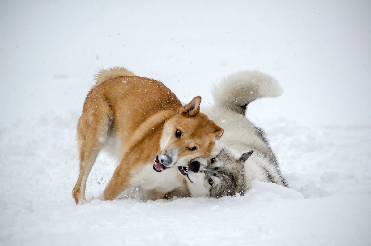 Voici comment réussir la socialisation de votre chiot Shiba Inu
