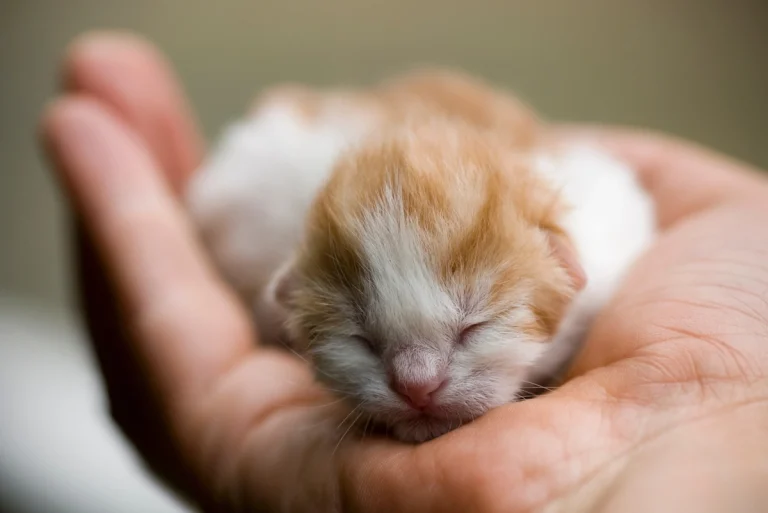 Voici comment accueillir un chaton orphelin