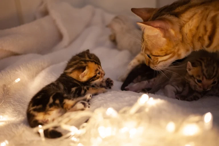 Voici combien de temps votre chaton peut survivre sans sa mère