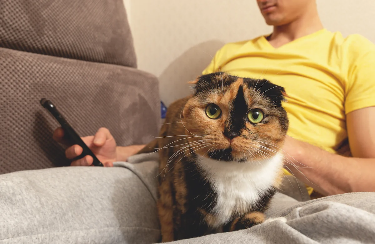 Voici comment attirer un chat errant dans votre jardin