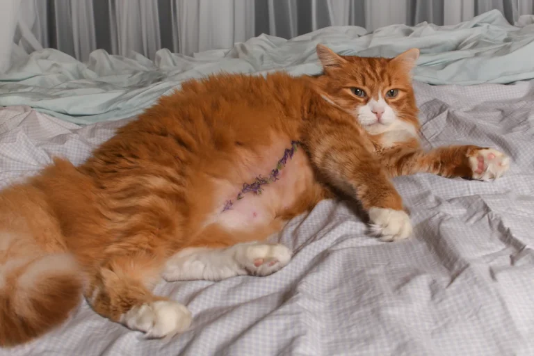 Voici pourquoi votre chat tire sur ses points de suture et comment l'arrêter