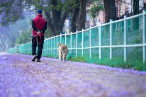 Voici comment réagir si votre voisin ne tient pas son chien en laisse