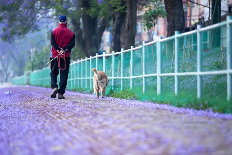Voici comment réagir si votre voisin ne tient pas son chien en laisse
