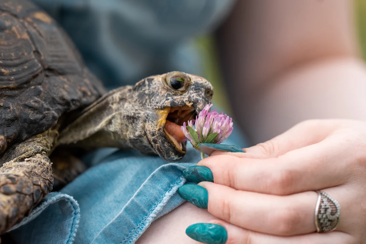 Une personne qui donne une fleure sauvage à une tortue