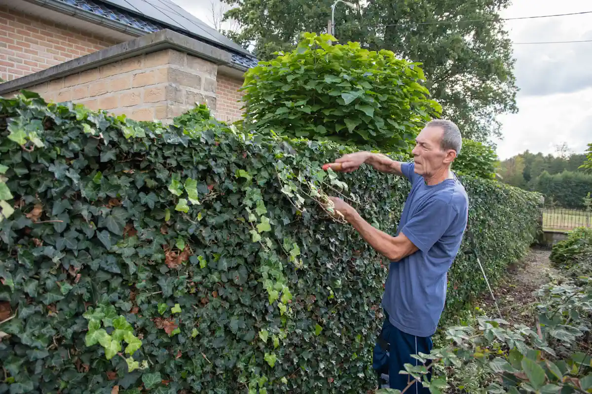 Un homme qui taille une Lierre grimpants du jardin