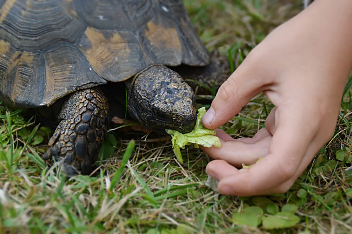 Une personne qui donne de la fane de radis à une tortue