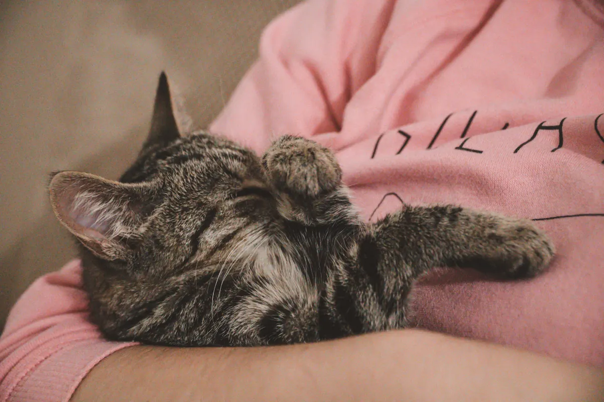 Un chat qui se blotti dans les bras d'une personne