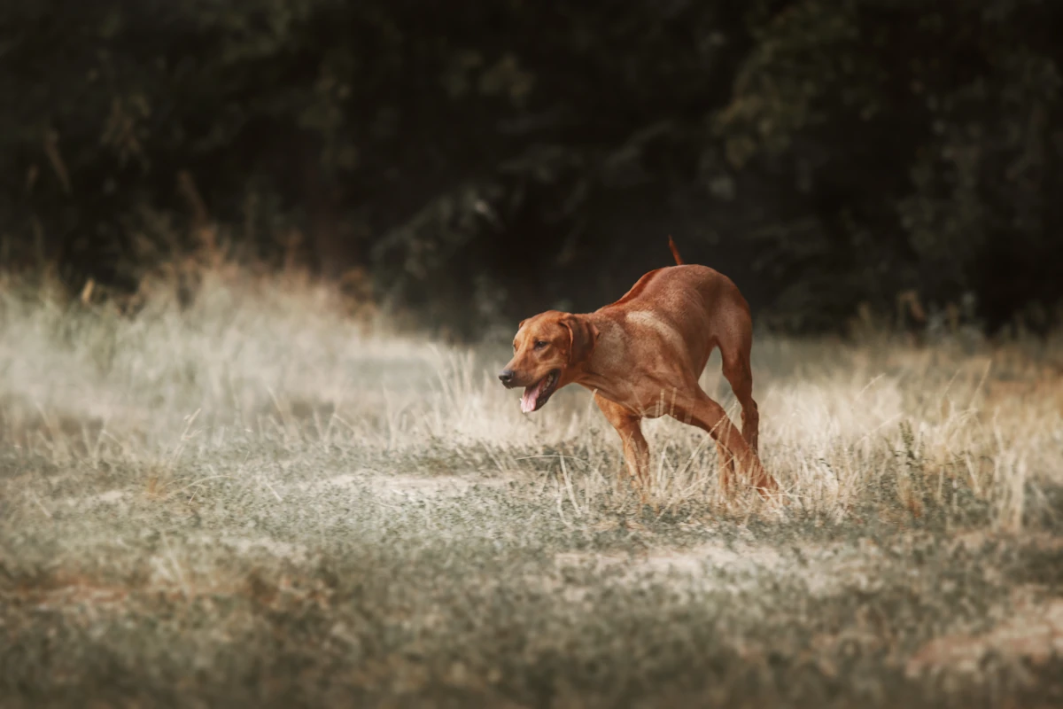 Un chien qui chasse