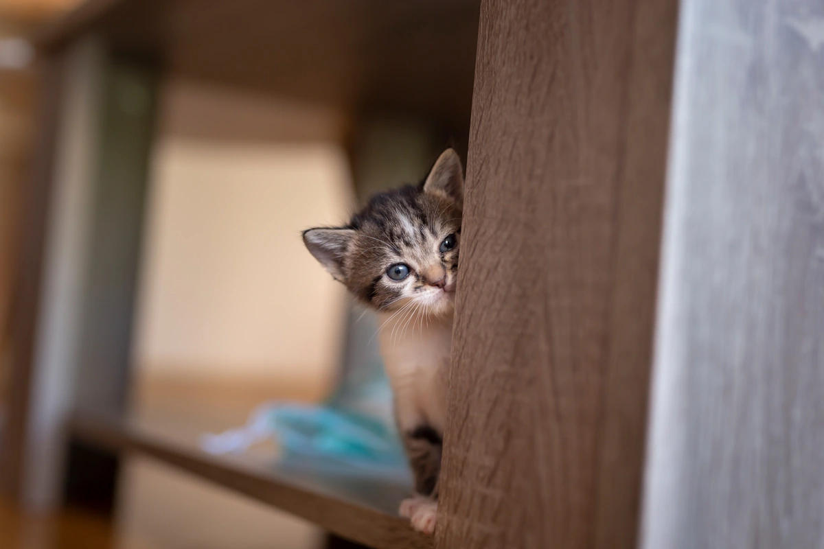 Un chaton craintif qui se cache